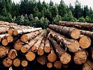 Заготовка древесины станет доступнее для малого бизнеса Тувы
